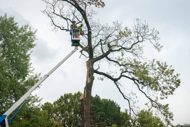 Morrow, GA Tree Services Company