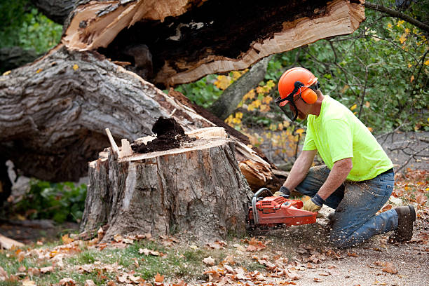 How Our Tree Care Process Works  in  Morrow, GA